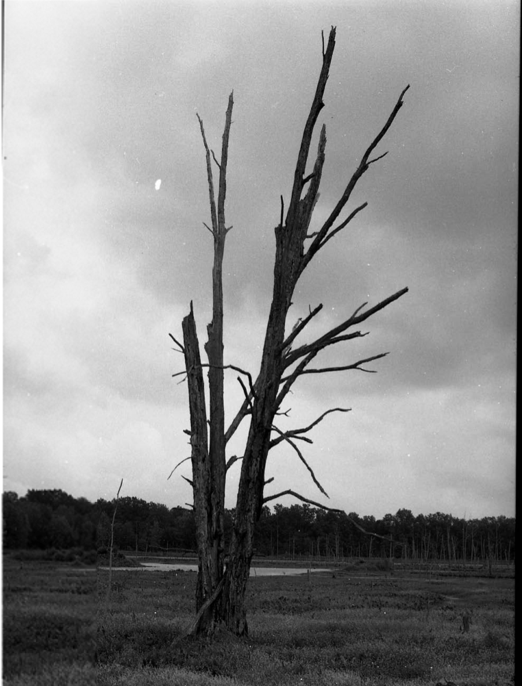 Direct Flight to&nbsp;Orlando